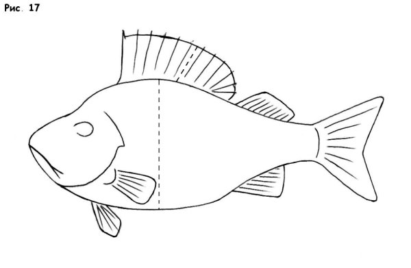 Морской окунь раскраска