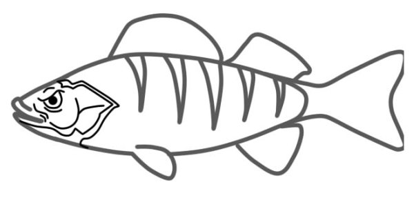 Судак рыба раскраска