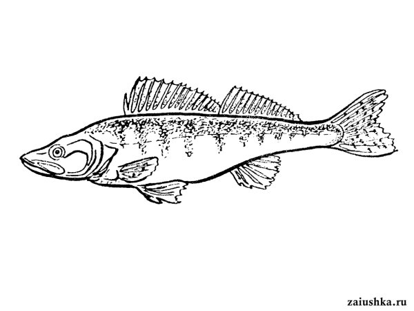 Как нарисовать окуня