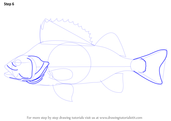 Речной окунь для детей