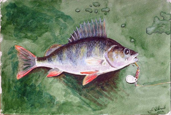 Морской окунь раскраска