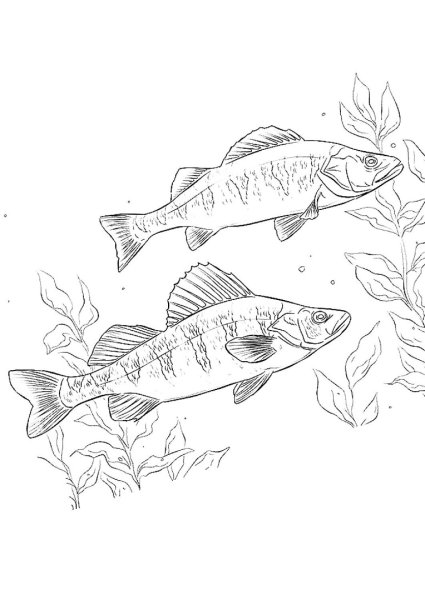 Речные рыбы раскраска