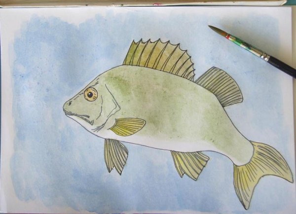 Окунь рисунок