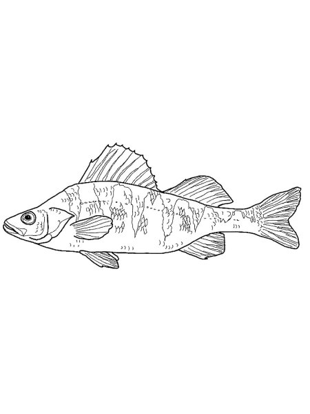 Рыбы цветными карандашами