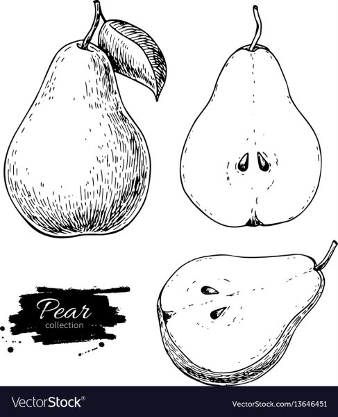 Плод груши в разрезе