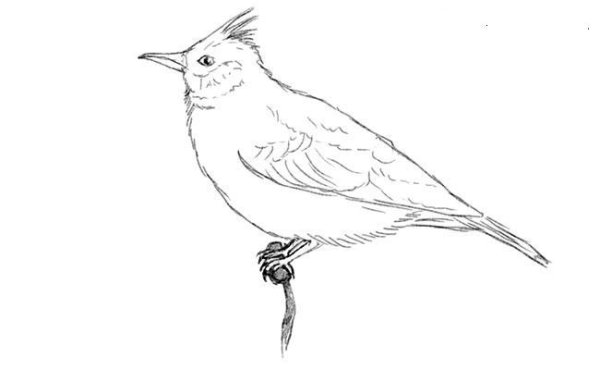 Жаворонок рисунок