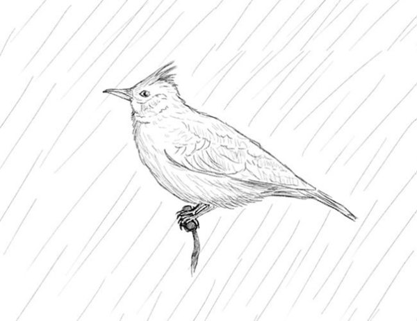 Жаворонок карандашом