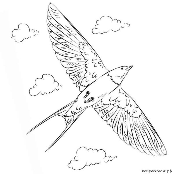 Ласточка раскраска для детей