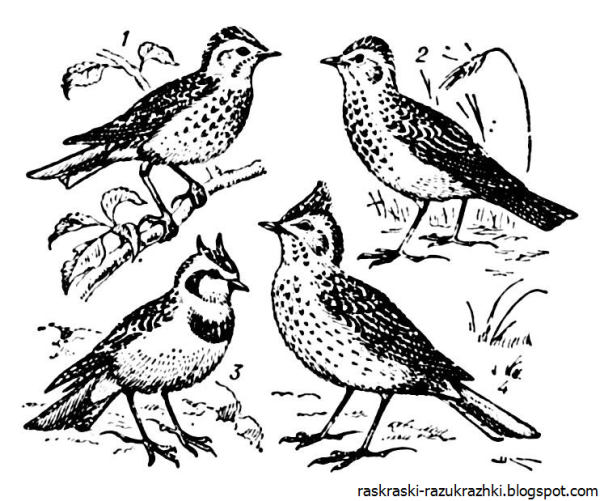 Скребицкий Жаворонок