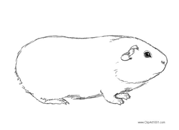 Морская Свинка вид сбоку