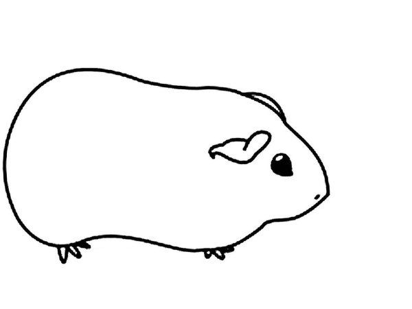 Морская Свинка раскраска для детей