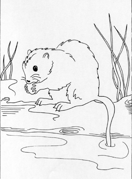 Ондатра рисунок для детей
