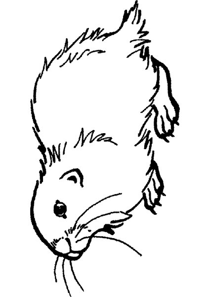 Морская Свинка рисунок