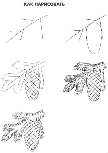 Нарисовать шишку