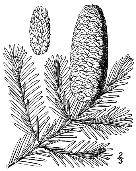 Ель Сибирская хвоинки