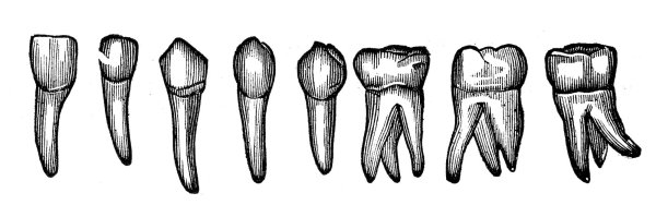 Анатомия зубов стоматология