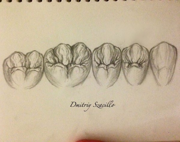 Анатомия зубов для стоматологов