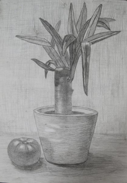 Наброски цветов в горшке