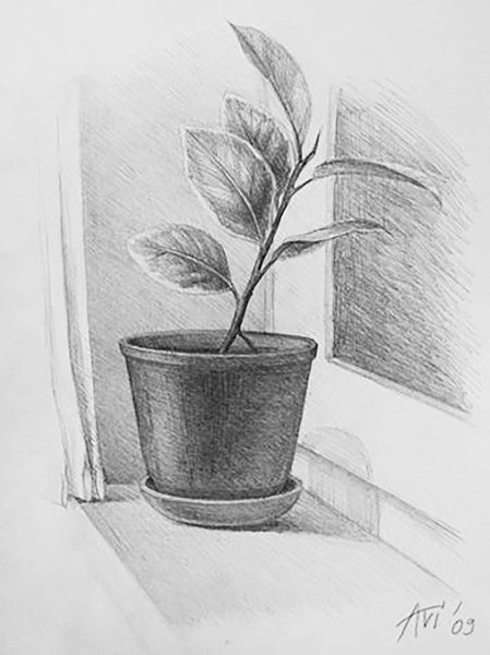 Наброски комнатных растений