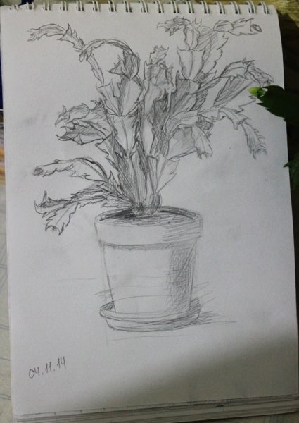 Комнатные растения карандашом