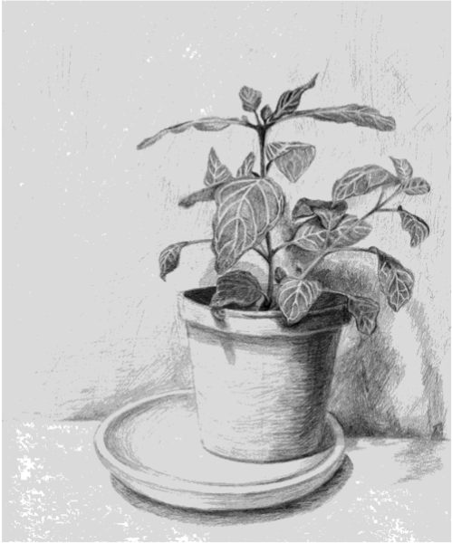 Кактус карандашом