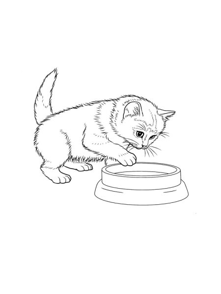 Толстой котенок раскраска