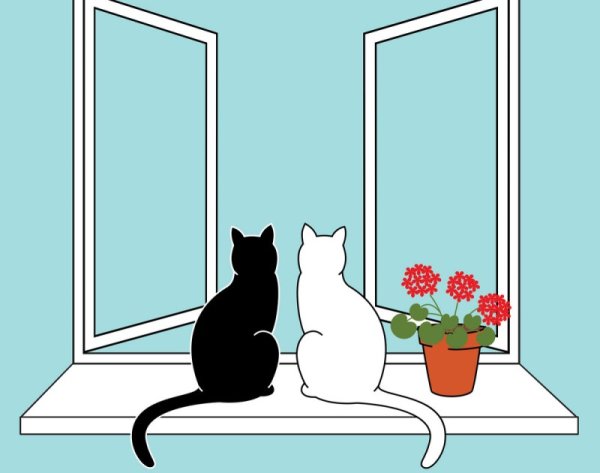Раскраска кот на окне