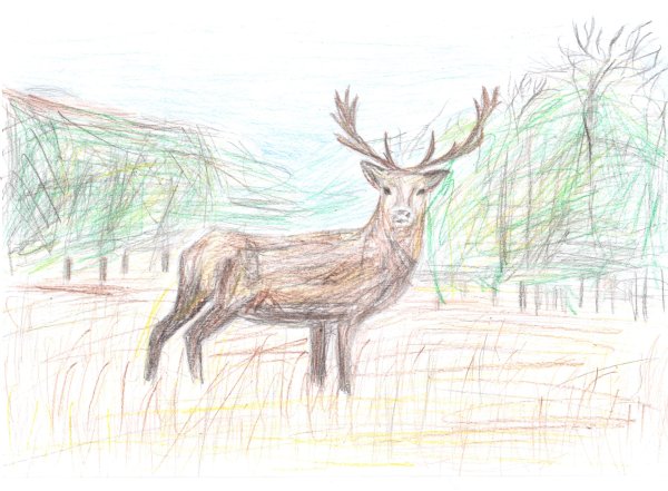 Олень рисунок карандашом