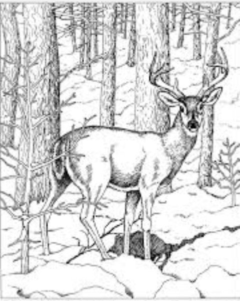 Олень раскраска