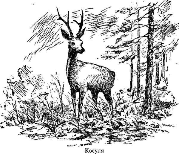 Пейзаж карандашом животные