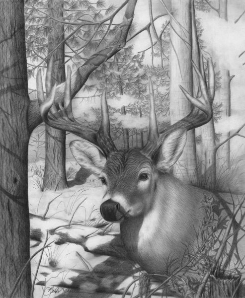 Тонконогий олень в соснах нарисованный карандашом