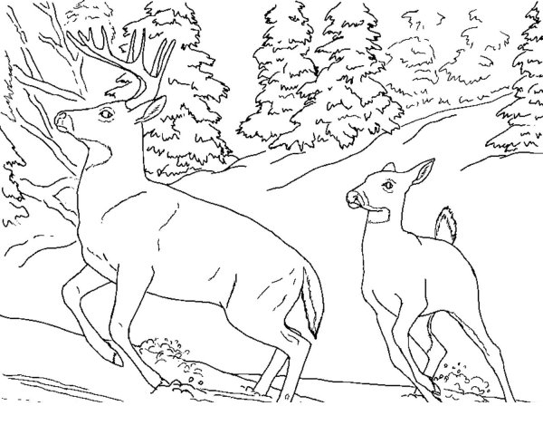 Лось Трандуила