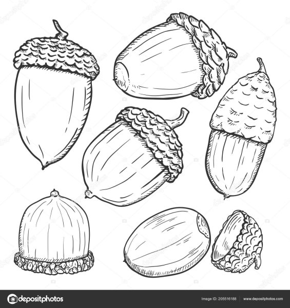 Орешки раскраска для малышей