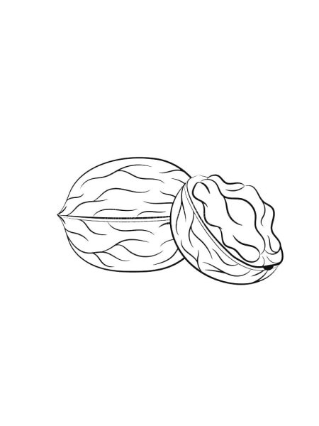 Орех раскраска