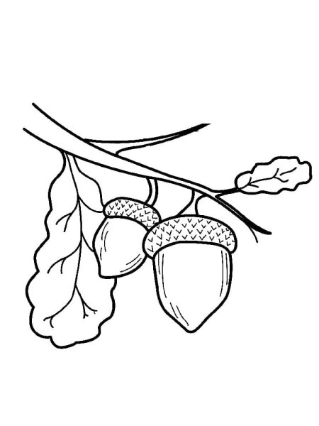 Желудь раскраска