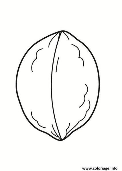 Орех раскраска для детей