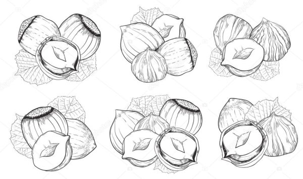 Орех фундук раскраска для детей