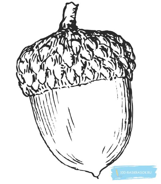 Орешки раскраска для малышей