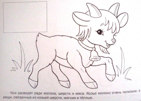 Коза раскраска для детей