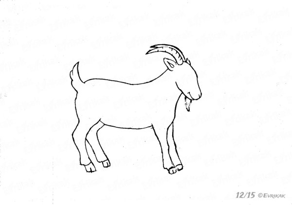 Коза карандашом