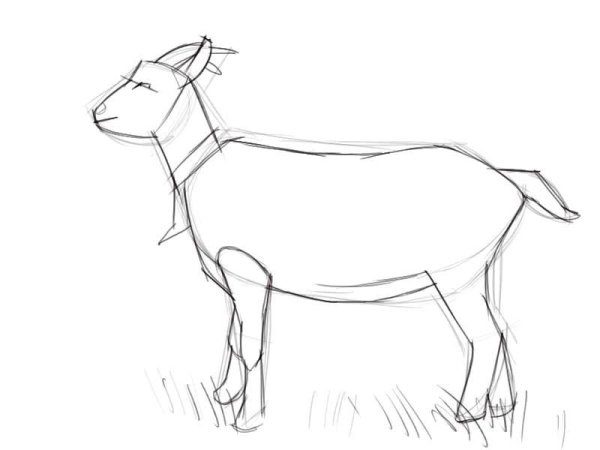 Как нарисовать козу
