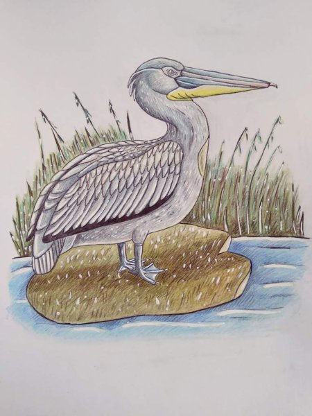 Нарисовать пеликана