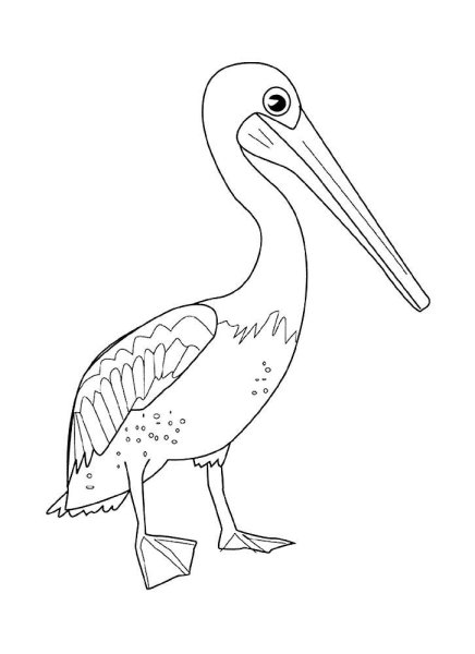 Пеликан раскраска для детей