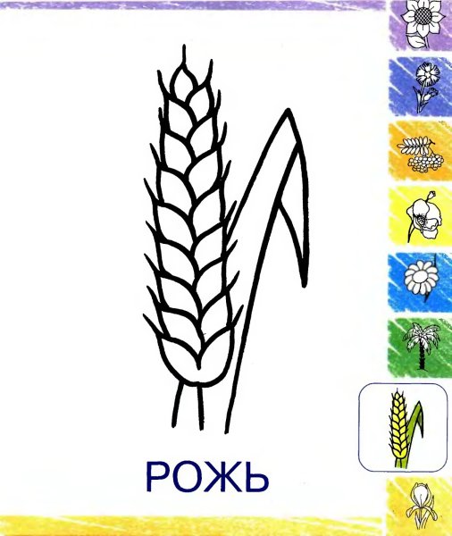 Раскраска колосья пшеницы для детей