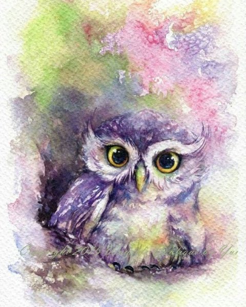 Chatkamol Chirawattana Совы