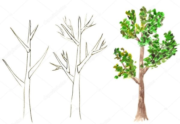 Рисование осина для детей старшей группы