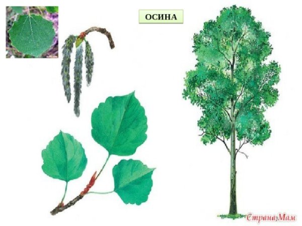 Нарисовать осину