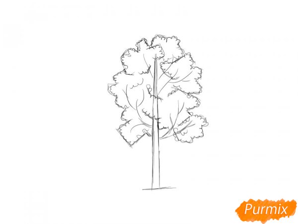 Осина рисунок карандашом