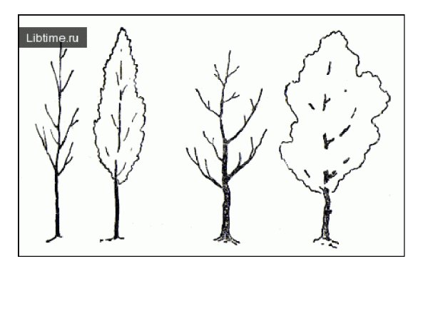 Как нарисовать осину