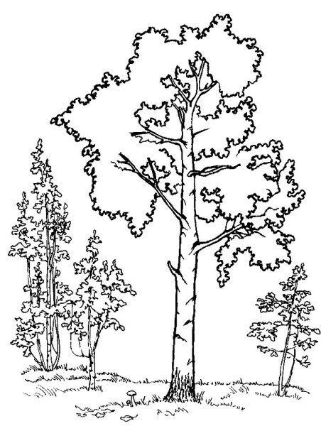 Береза раскраска для детей